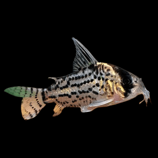 Schwartz's Corydoras Schwartzi 3cm Catfish - Real Aquatics