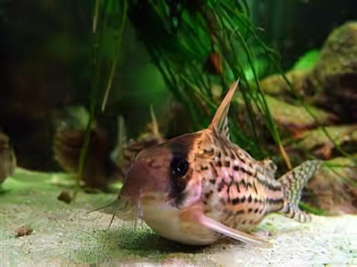 Schwartz's Corydoras Schwartzi 3cm Catfish - Real Aquatics