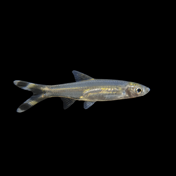 Scissortail Rasbora Rasbora Trilineata 3cm - Real Aquatics