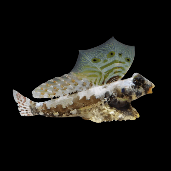 Scooter Dragonette Synchiropus Ocellatus - Real Aquatics