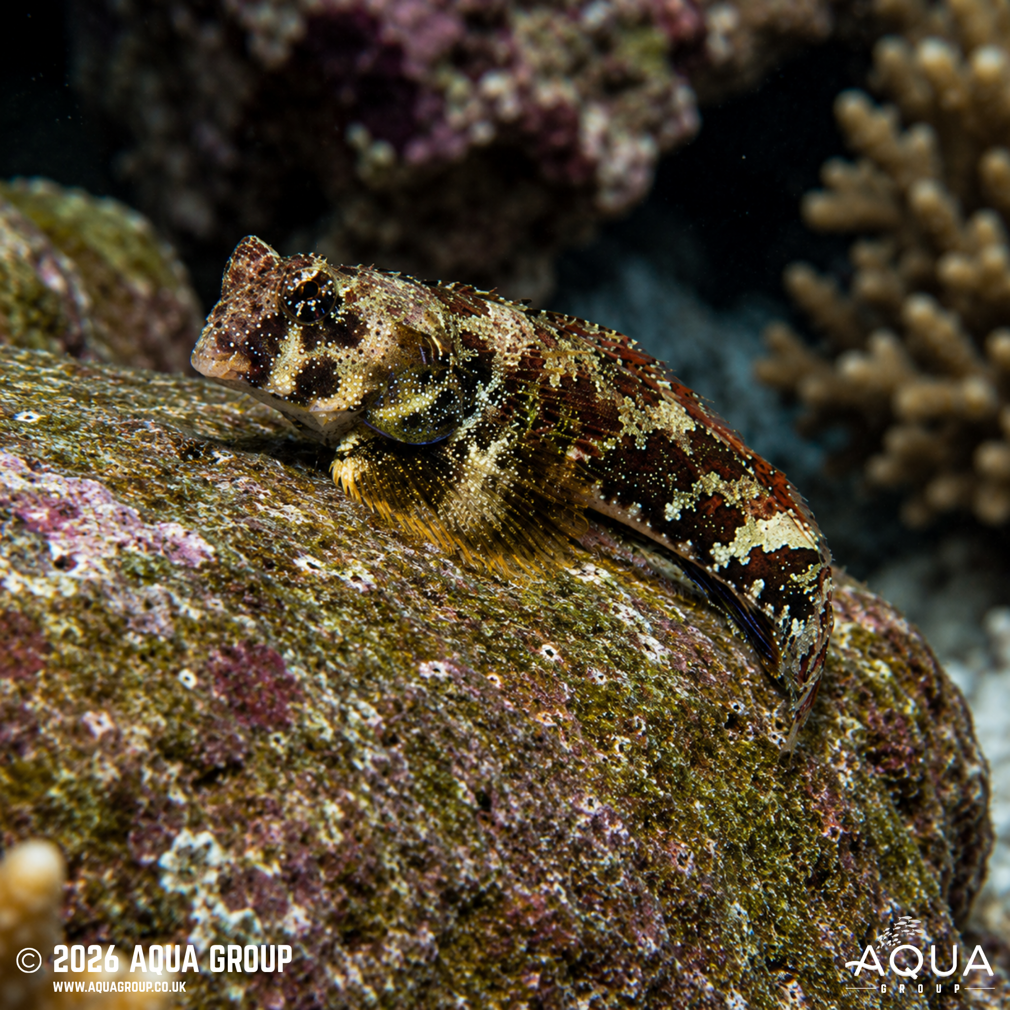 Scooter Blenny (Synchiropus ocellatus)