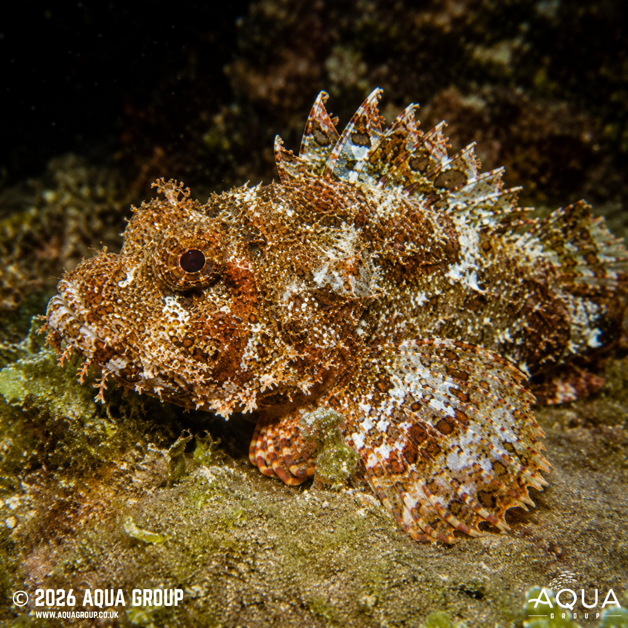 Scorpionfish (Scorpaena sp.)