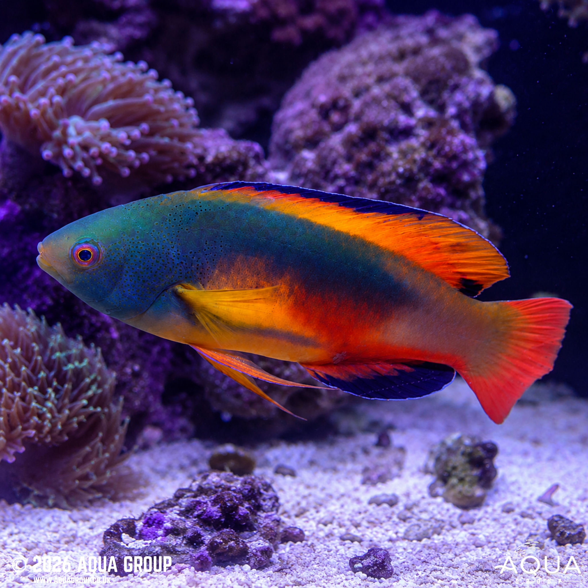 Scott's Fairy Wrasse (Cirrhilabrus scottorum)