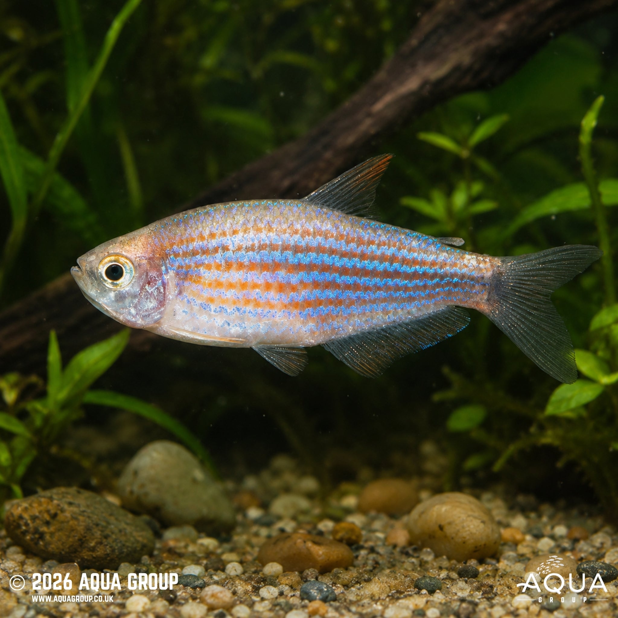 Scratched Inpa Tetra (Inpaichthys parauapiranga)