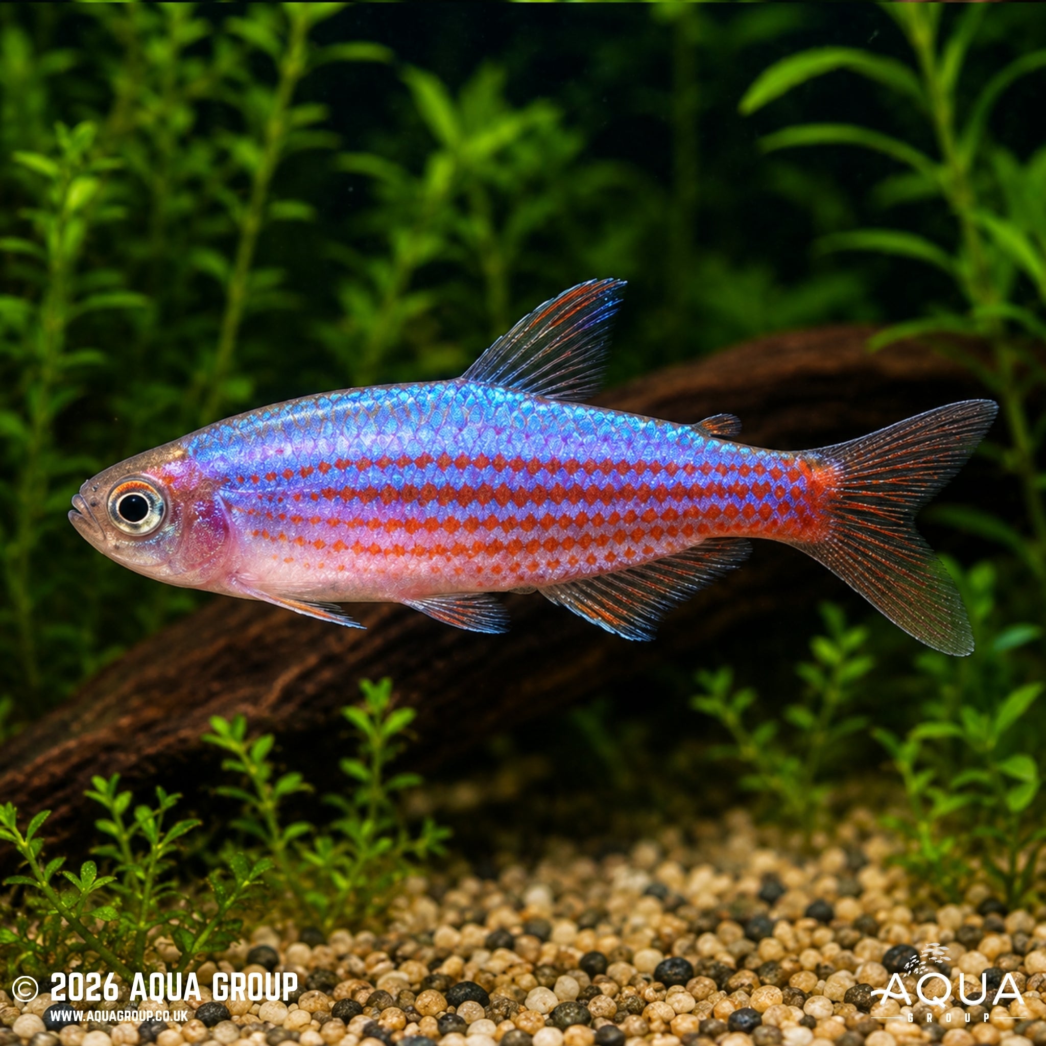 Scratched Inpa Tetra (Inpaichthys parauapiranga)