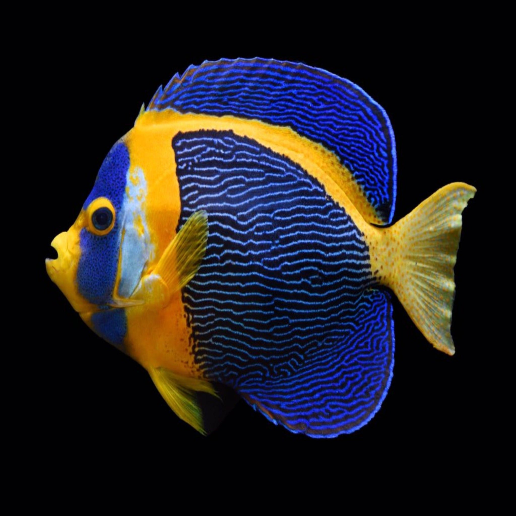 Scribbled Angelfish (Chaetodontoplus duboulayi)
