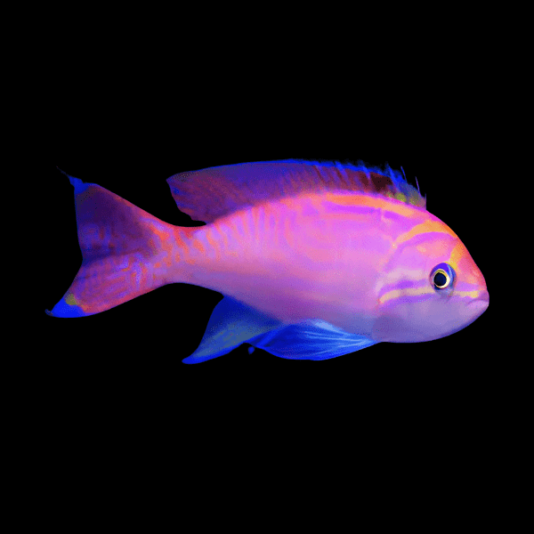 Scribbled Anthias Bimaculatus Anthias - Real Aquatics