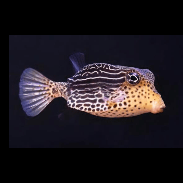 Scribbled Boxfish Ostracion Solorensis - Real Aquatics