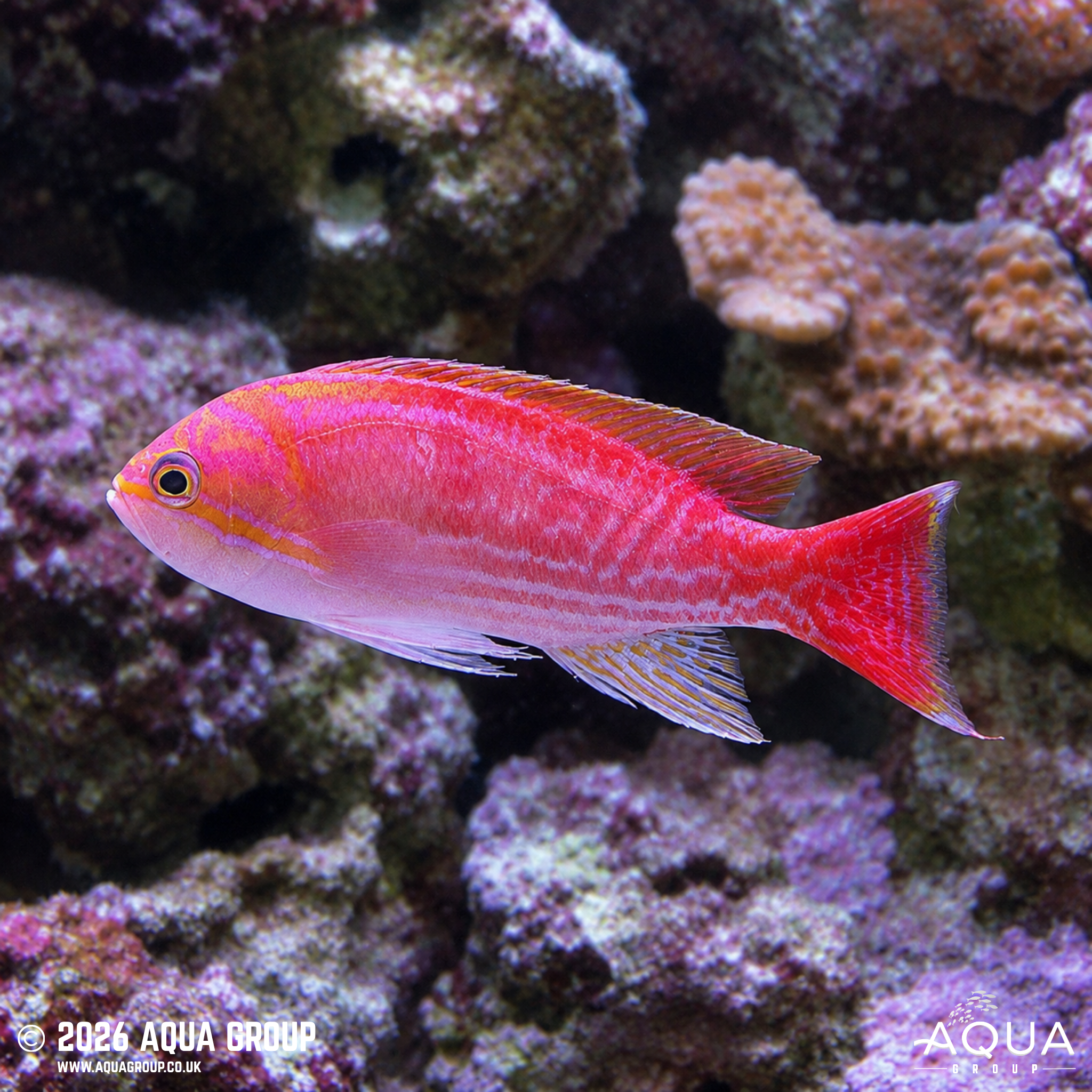 Scribbled Anthias (Pseudanthias bimaculatus)