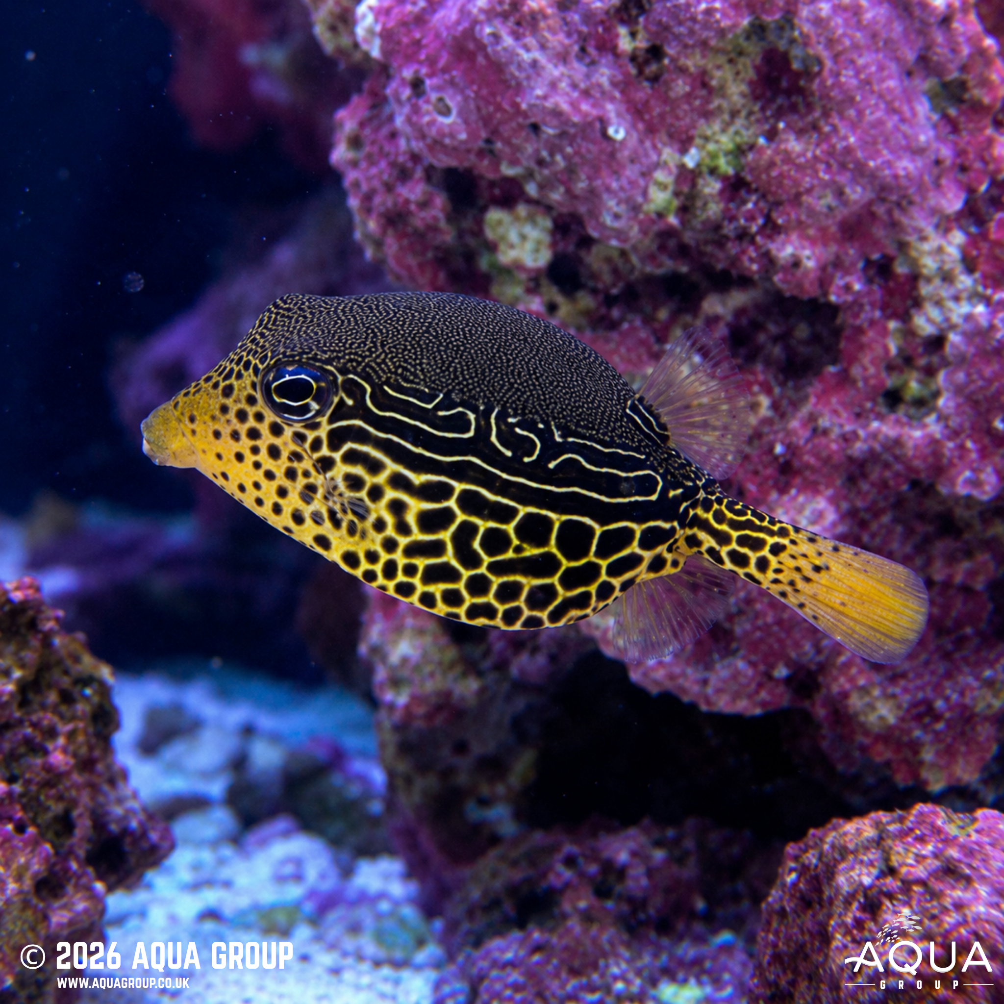 Scribbled Boxfish (Ostracion solorensis)