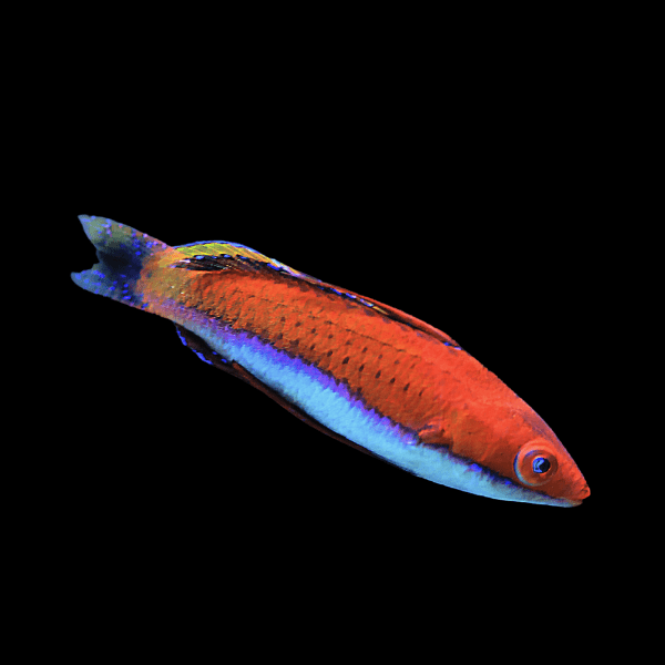Sea Fighter Fairy Wrasse Cirrhilabrus Rubriventralis - Real Aquatics