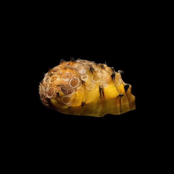Sea Mine Snail Neritina Juttingae 2cm - Real Aquatics