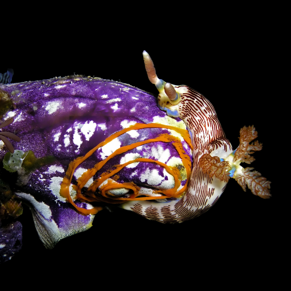 Sea Squirt Polycarpa Aurata - Real Aquatics