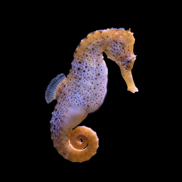 Seahorse Hippocampus Hippocampus Reidi - Real Aquatics