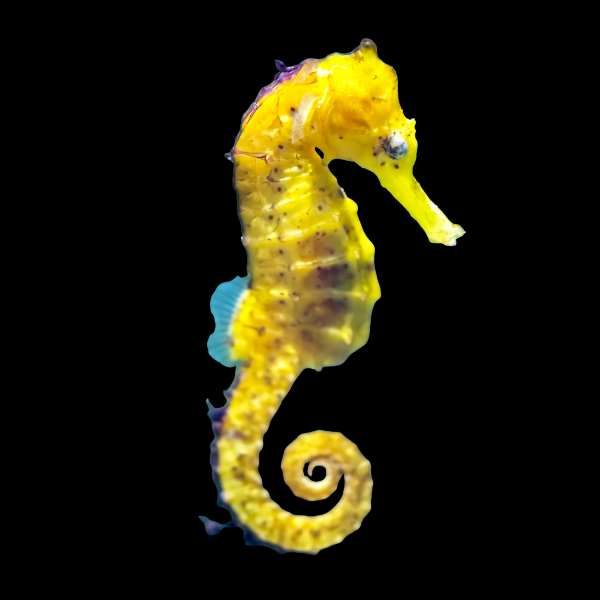 Seahorse Kuda Hippocampus Kuda