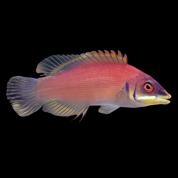 Secretive Pyjama Wrasse Pseudocheilinus Evanidus - Real Aquatics