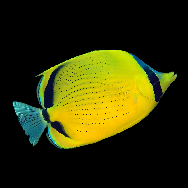 Semeion Butterfly Fish Chaetodon Semeion - Real Aquatics