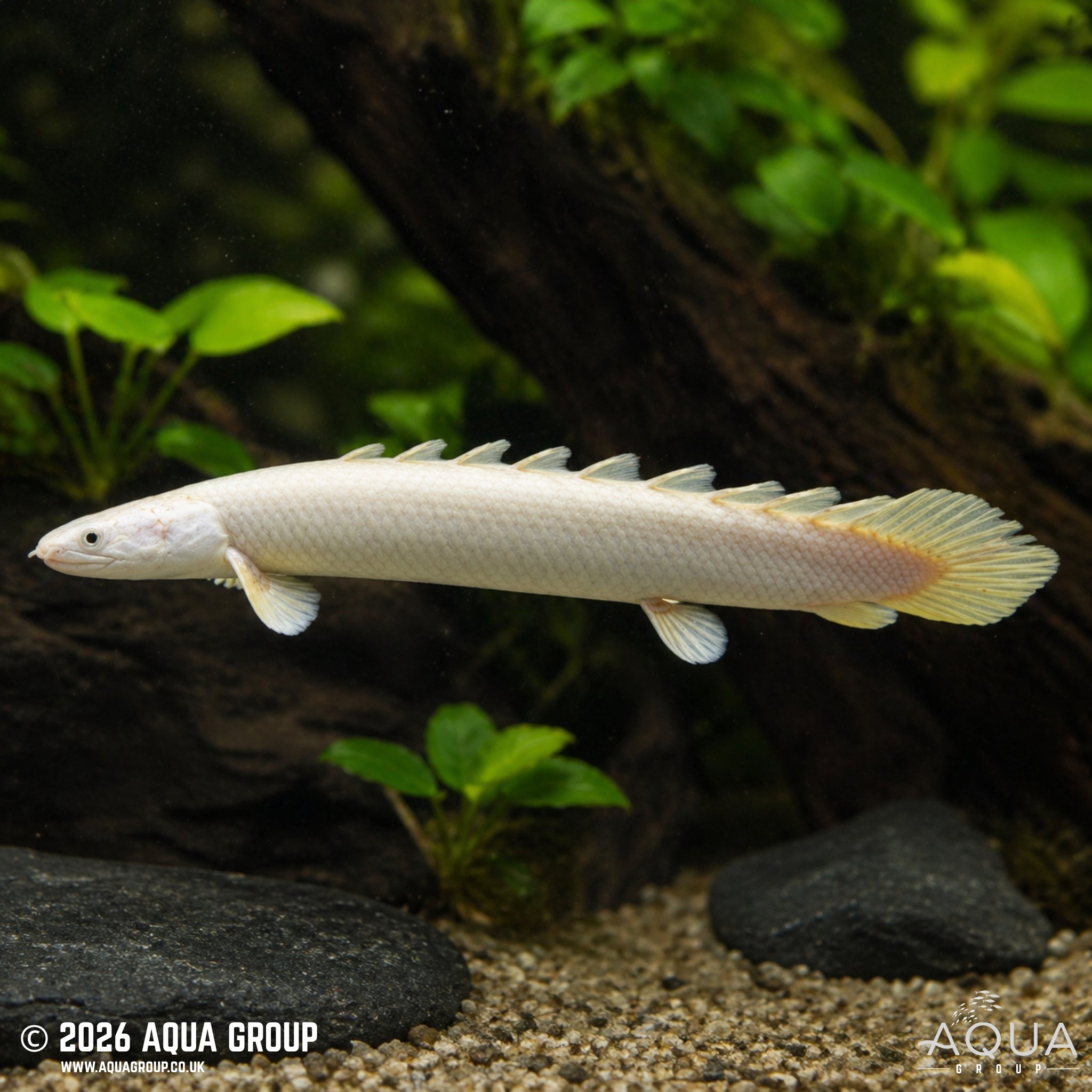 Leucistic Senegal Bichir (Polypterus senegalus)