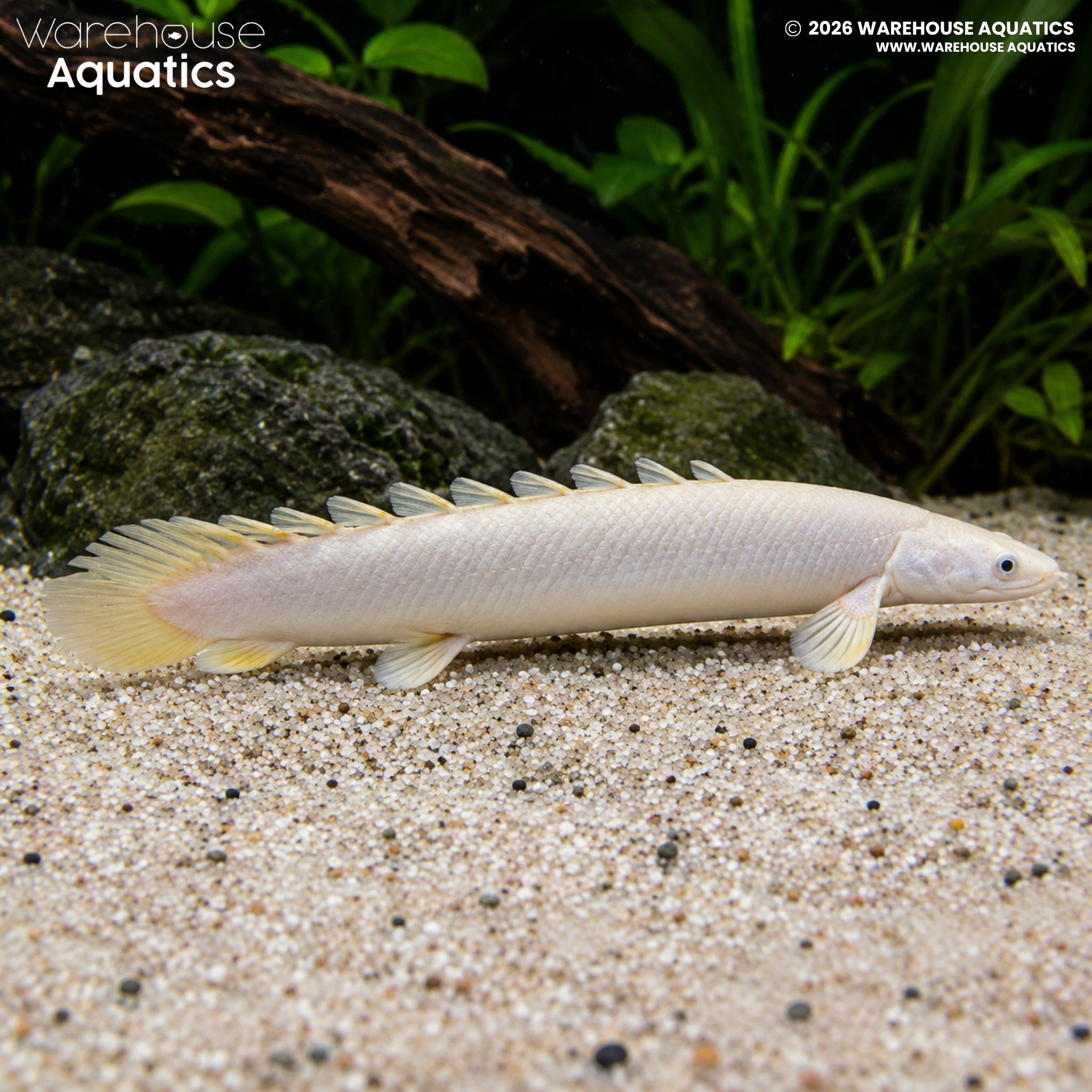 Leucistic Senegal Bichir (Polypterus senegalus)