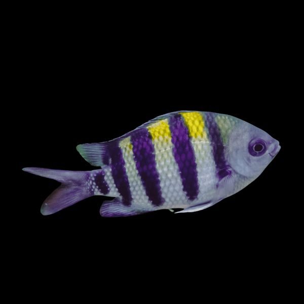 Sergeant Major Damsel Chromis Abudefduf Saxatilis - Real Aquatics