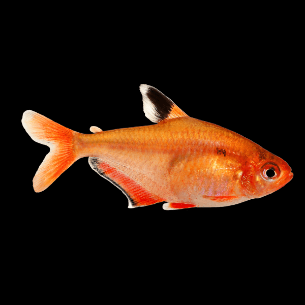 Serpea Tetra Hyphessobrycon Eques 2cm - Real Aquatics