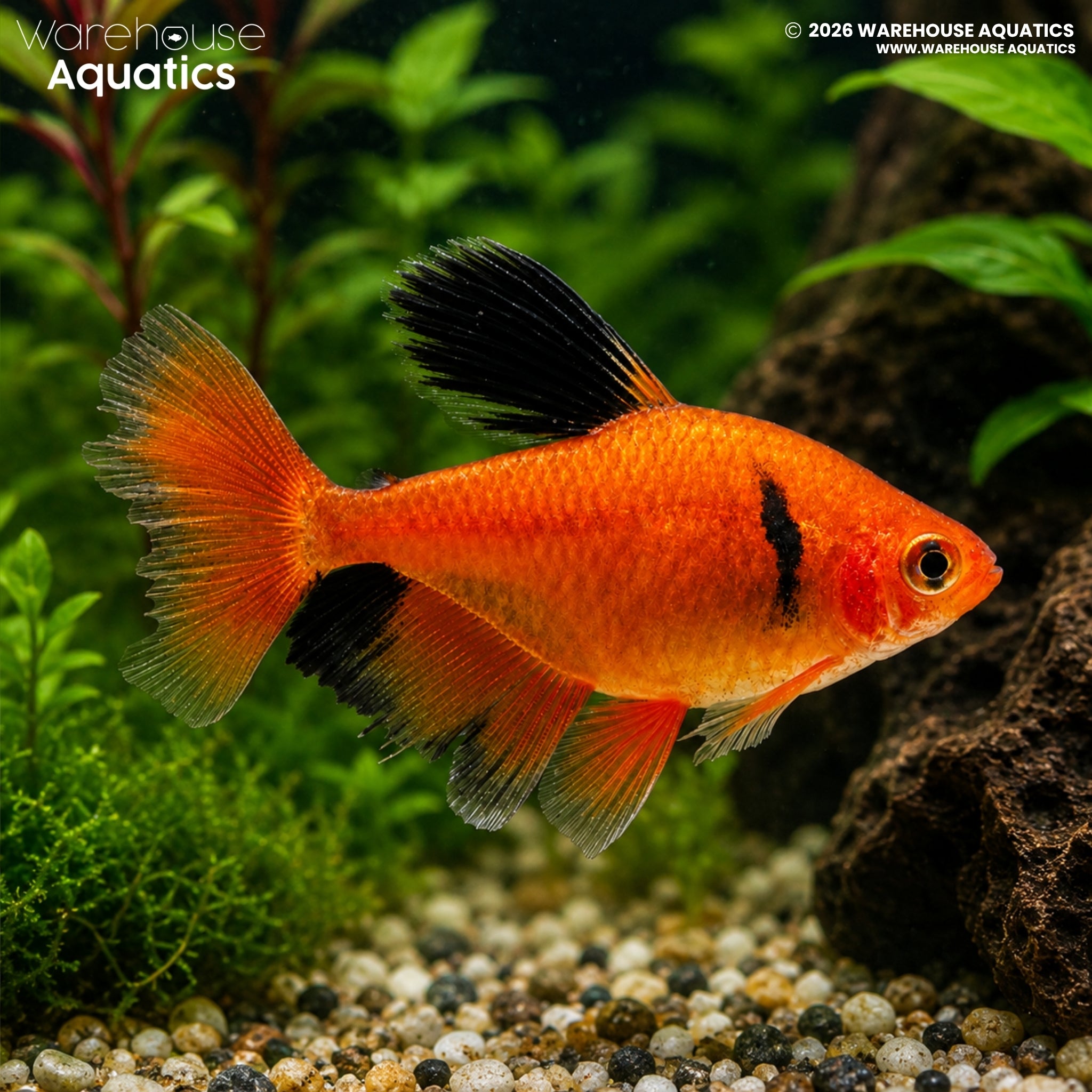 Longfin Serpae Tetra (Hyphessobrycon eques)