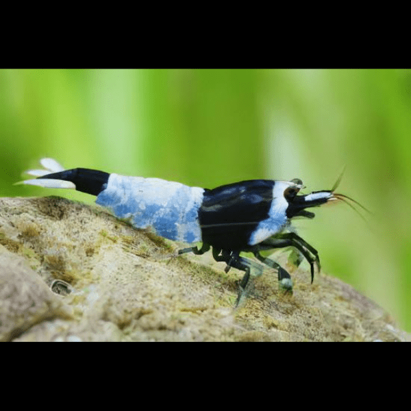 Shadow Mosura Blue Shrimp Caridina 2cm - Real Aquatics