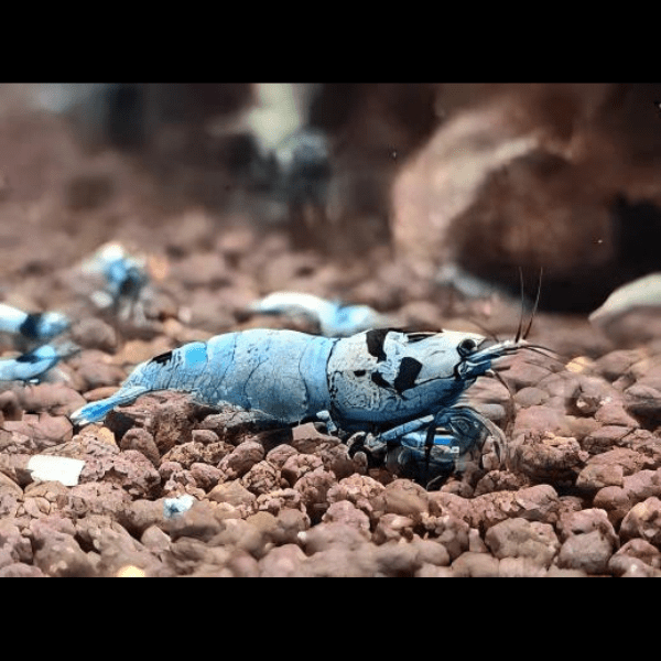 Shadow Mosura Blue Shrimp Caridina 2cm - Real Aquatics