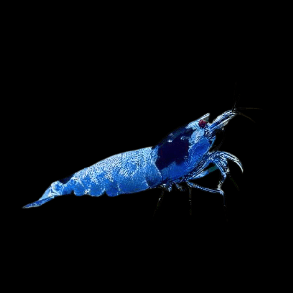 Shadow Mosura Blue Shrimp Caridina 2cm - Real Aquatics