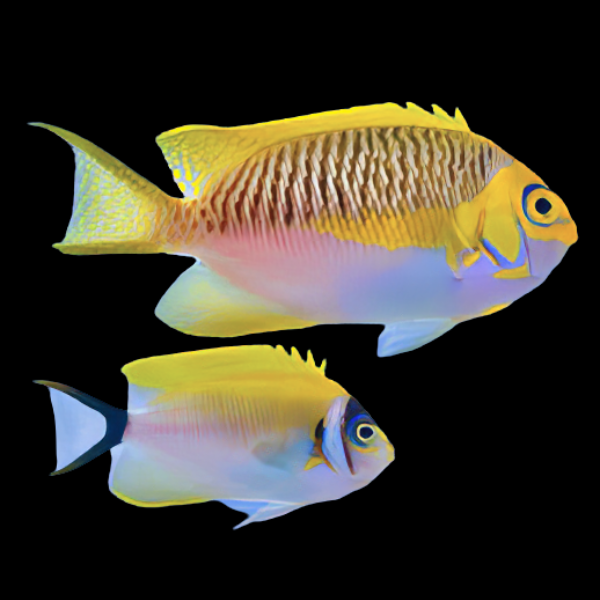 Pair Shallowtail Angelfish Genicanthus Semifasciatus - Real Aquatics