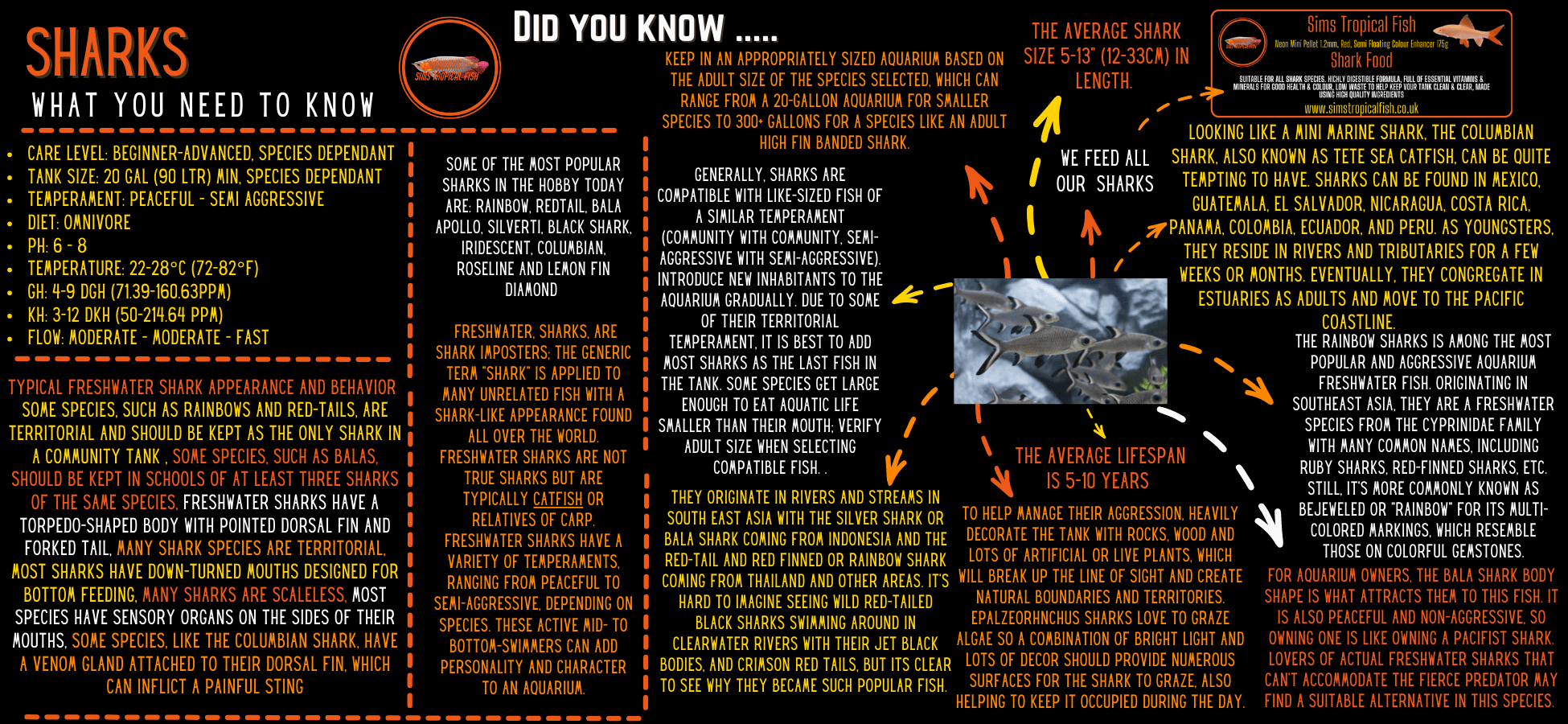 African Carp Shark Labeo Coubie 10cm - Real Aquatics