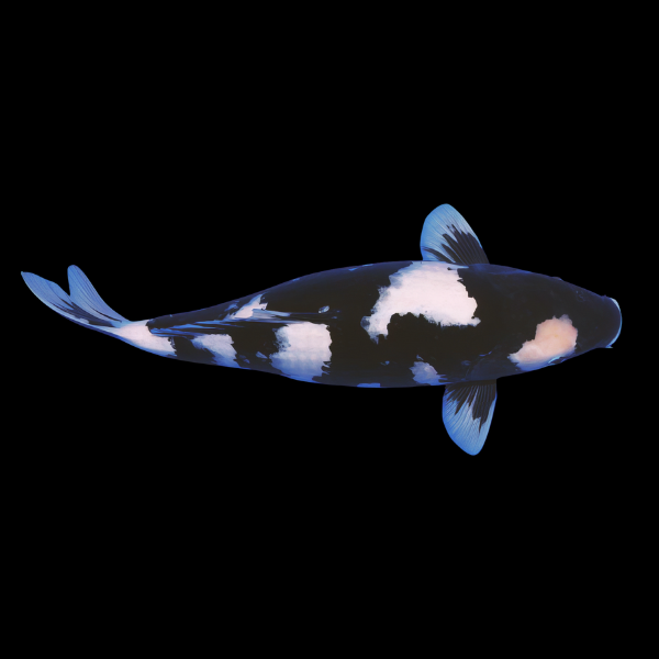 Shiro Utsuri Classic Koi Carp Cyprinus Carpio - Real Aquatics