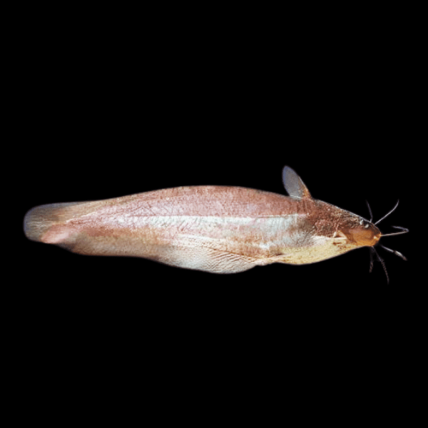Short Finned Tandan Catfish Neosilurus Brevidorsarlis 20cm - Real Aquatics