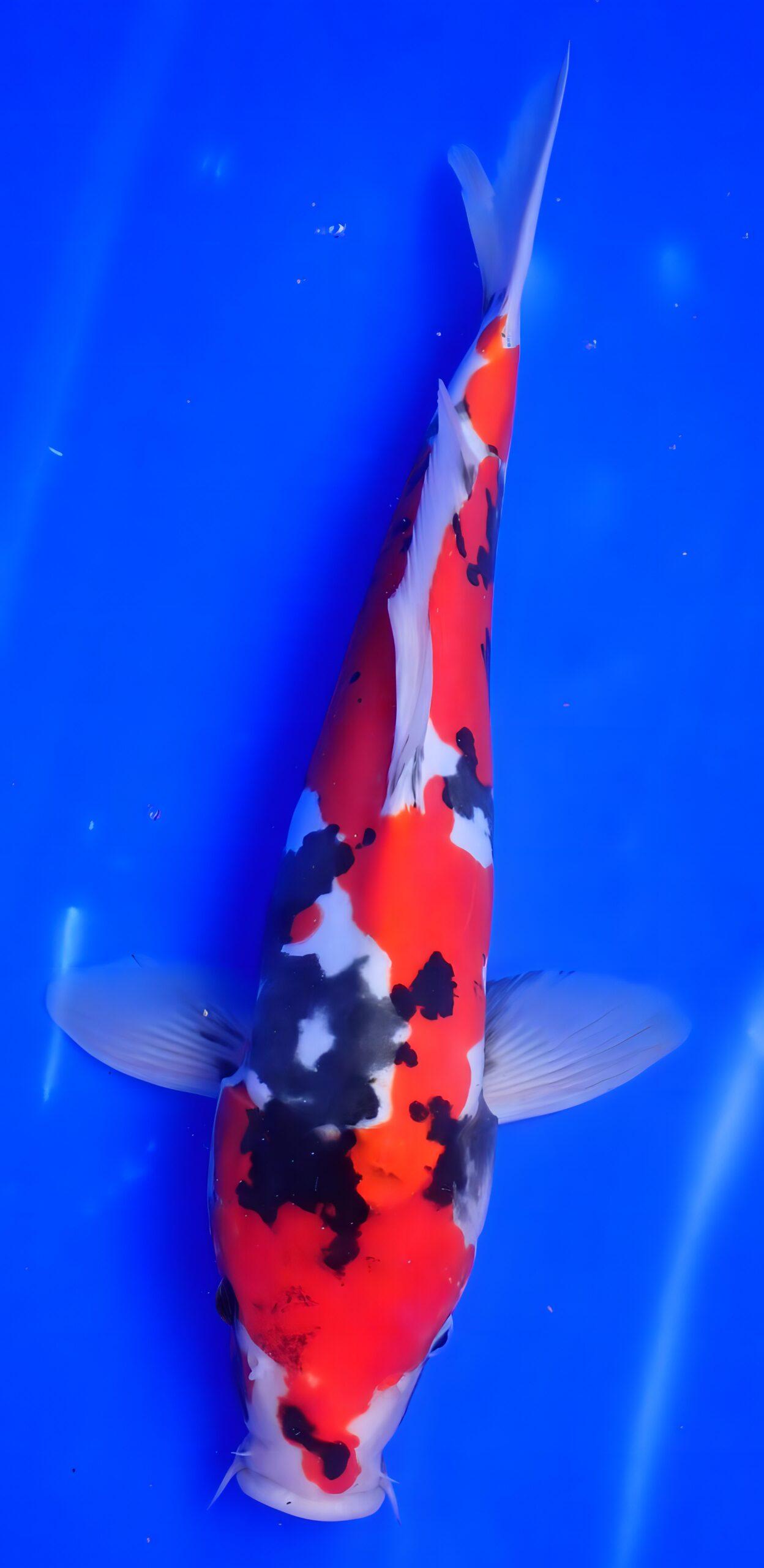Showa Grade A Koi Carp Cyprinus Carpio - Real Aquatics