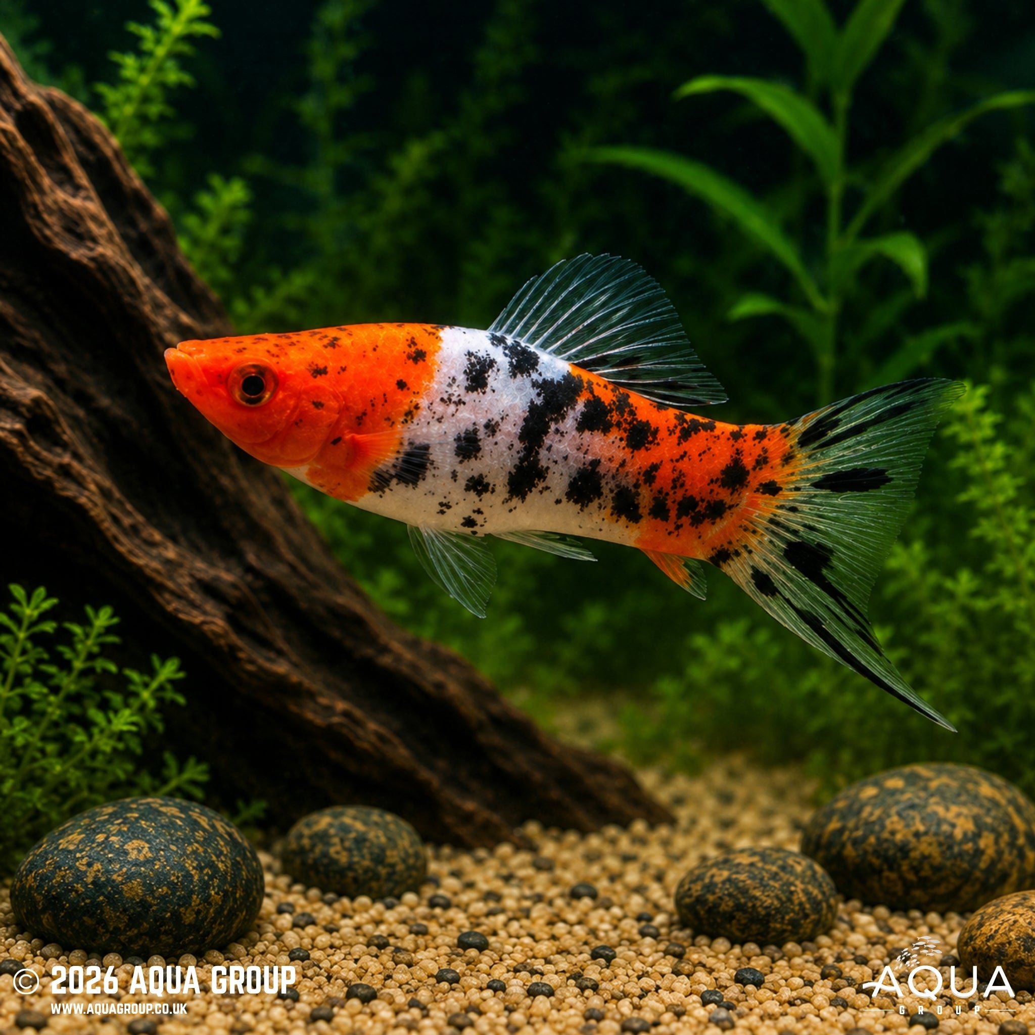 Showa Swordtail (Xiphophorus hellerii)