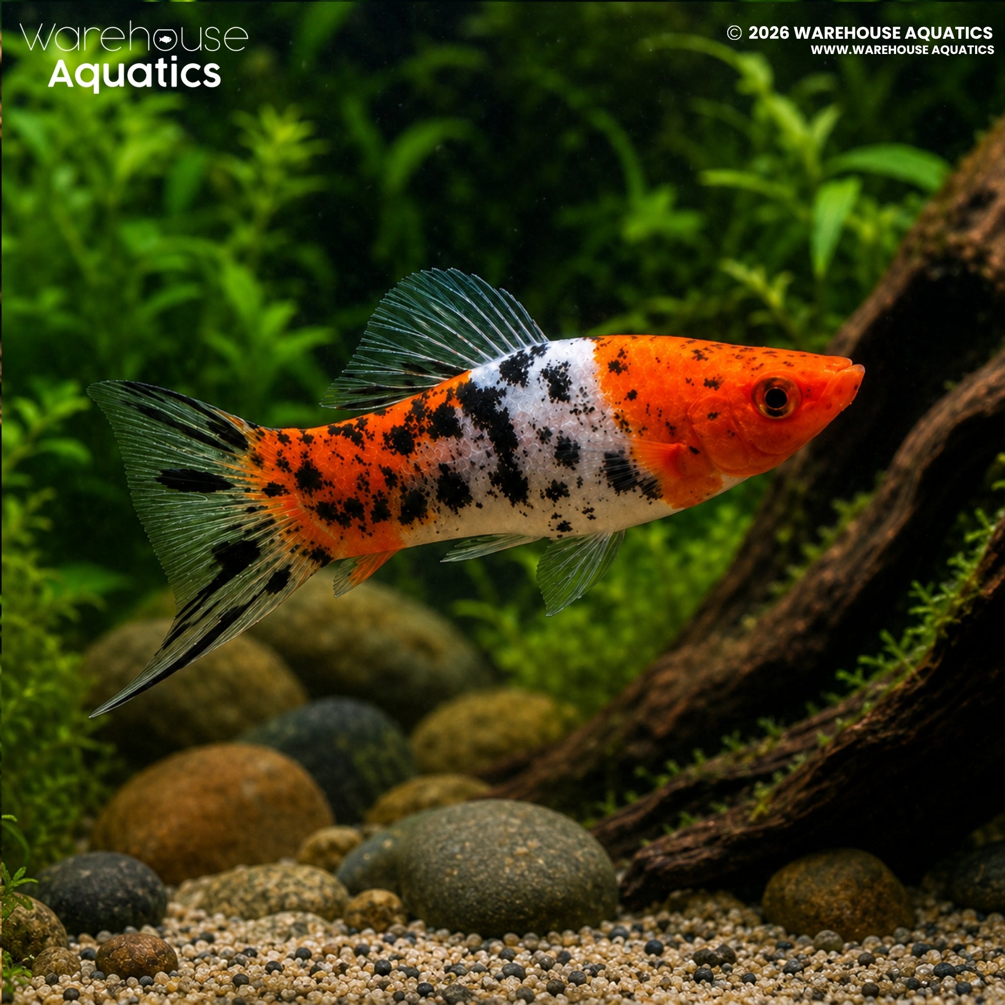 Showa Swordtail (Xiphophorus hellerii)