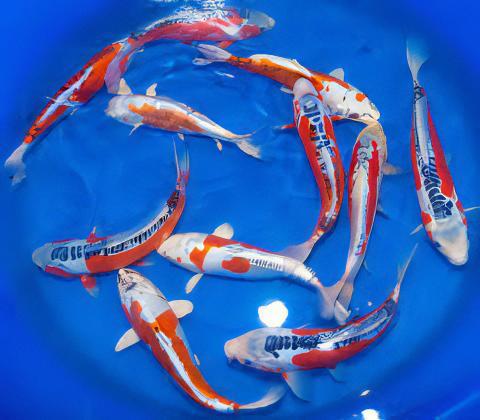 Shusui Grade A Koi Carp Cyprinus Carpio - Real Aquatics