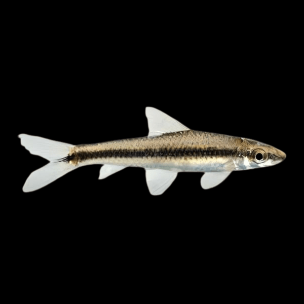 Siamese Flying Fox Loach Epalzeorynchus Siamensis 5cm - Real Aquatics