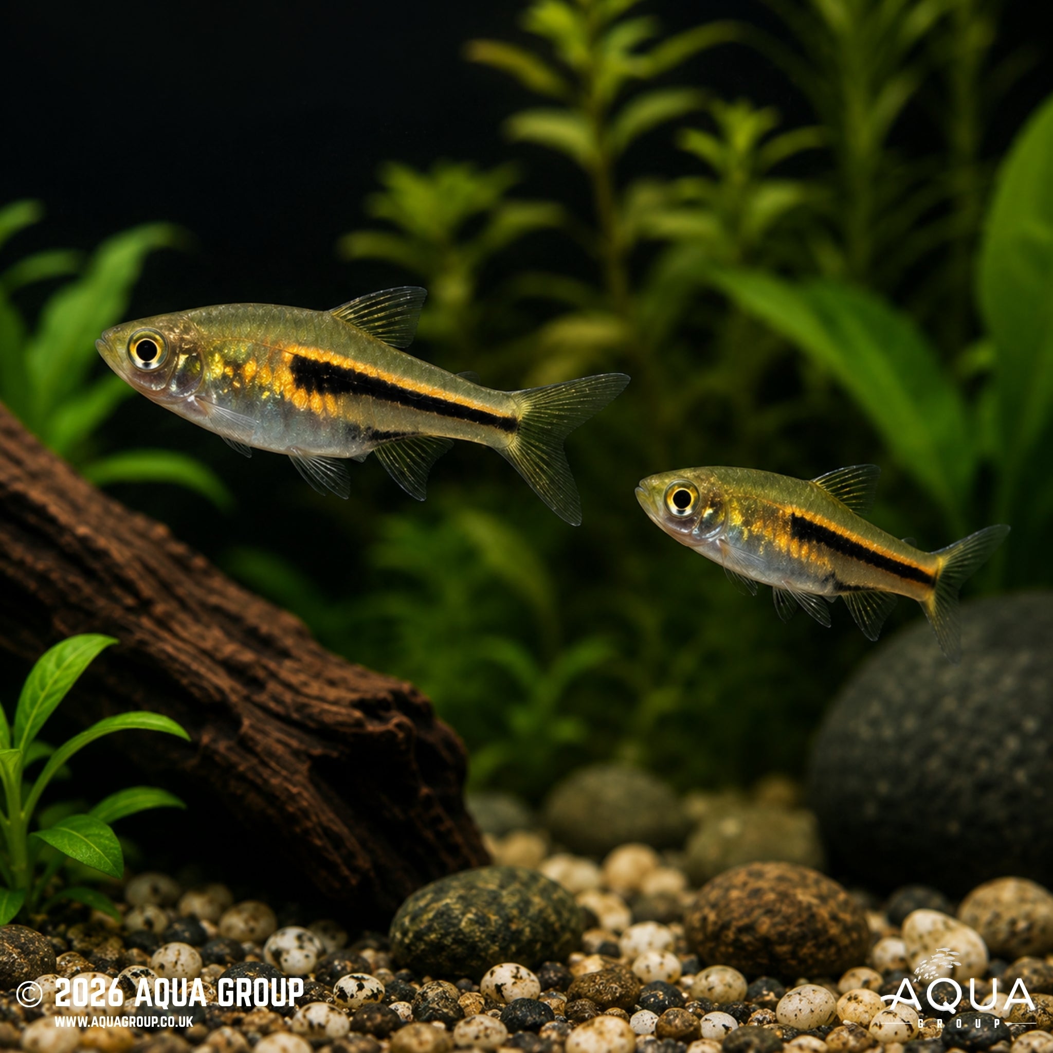 Siamese Dwarf Rasbora (Trigonostigma somphongsi)