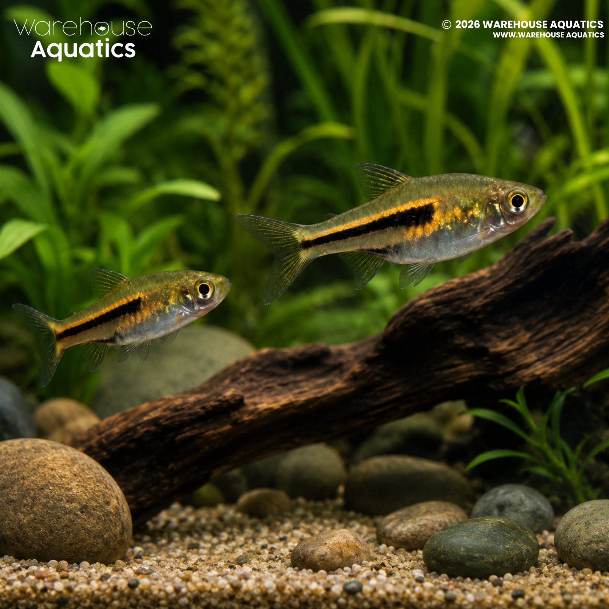 Siamese Dwarf Rasbora (Trigonostigma somphongsi)