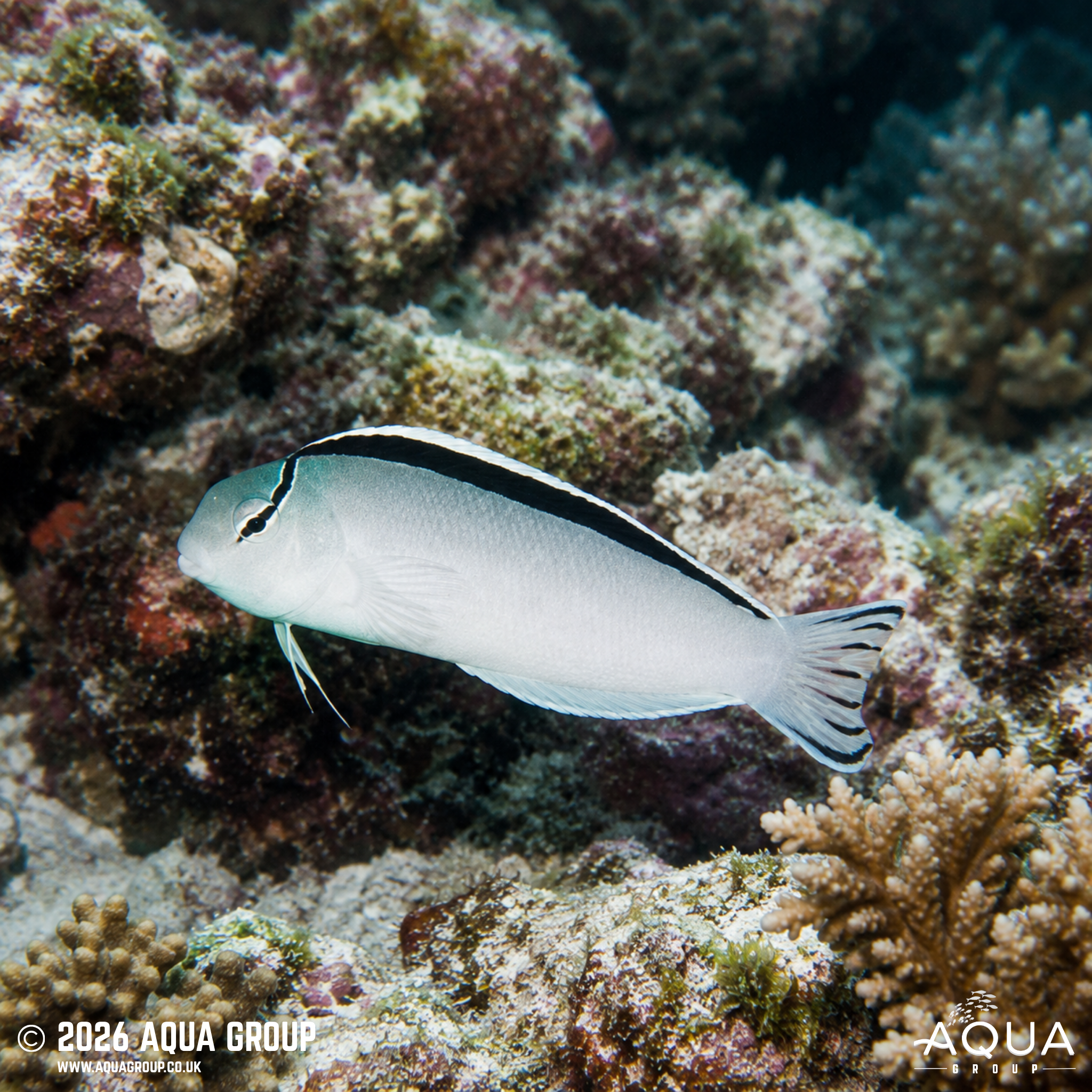Siamese Fang Blenny (Meiacanthus smithii)
