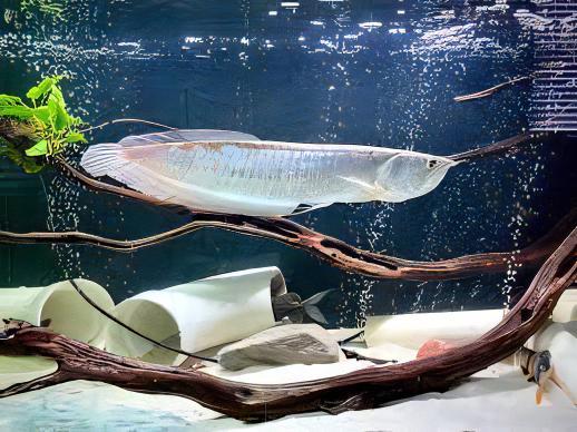 Silver Arowana Osteoglossum Bicirrhosum 20cm - Real Aquatics