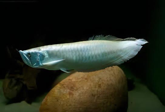 Silver Arowana Osteoglossum Bicirrhosum 20cm - Real Aquatics
