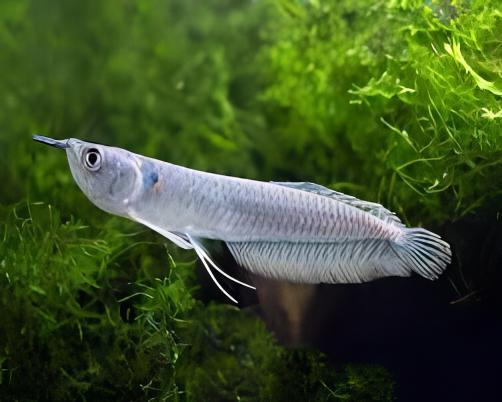 Silver Arowana Osteoglossum Bicirrhosum 20cm - Real Aquatics