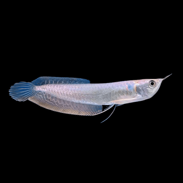 Silver Arowana Osteoglossum Bicirrhosum 10cm - Real Aquatics