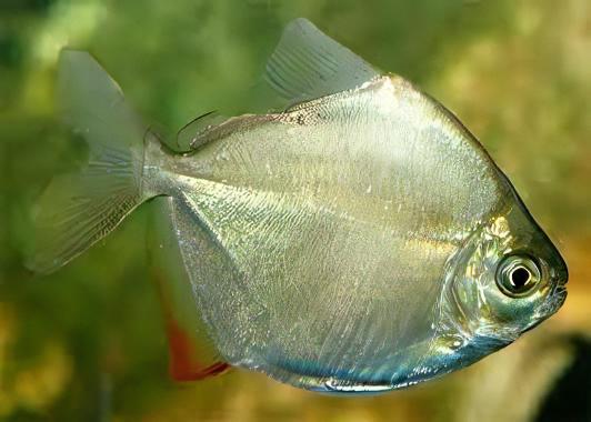 Silver Dollar Metynnis Argenteus 5cm - Real Aquatics