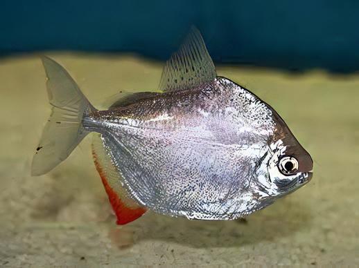 Silver Dollar Metynnis Argenteus 5cm - Real Aquatics