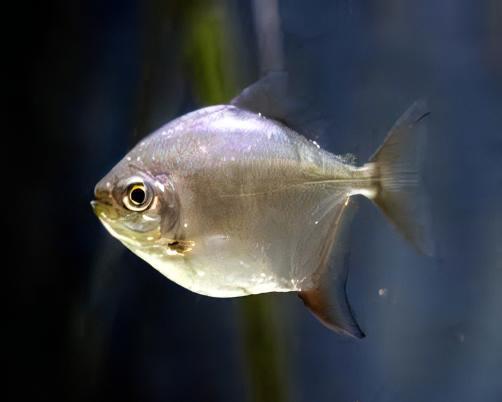 Silver Dollar Metynnis Argenteus 5cm - Real Aquatics