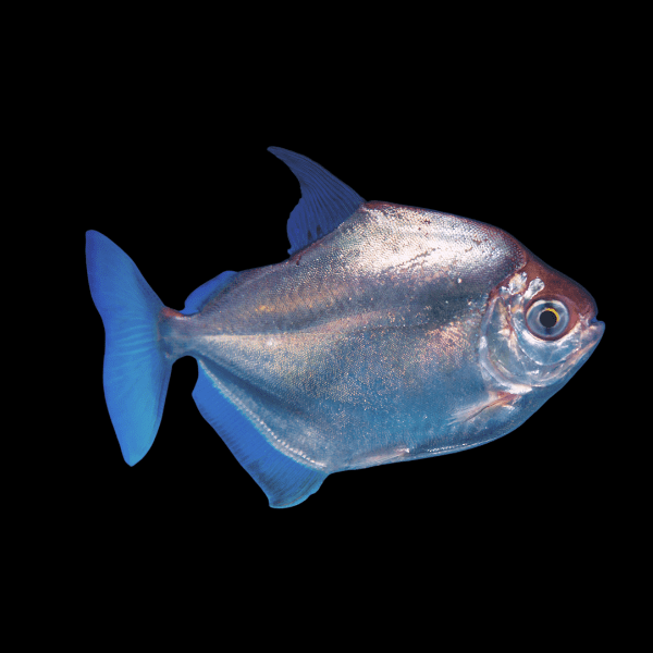 Silver Dollar Metynnis Argenteus 5cm - Real Aquatics