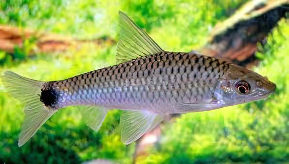 Silver Flying Fox Crossocheilus Reticulatus 4cm - Real Aquatics